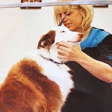 We did not find results for: Posh Dogs Grooming Home Facebook