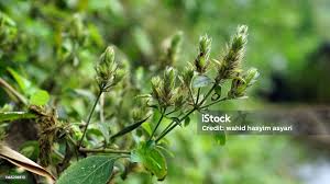 Image result for Rungia