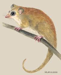 Monito del monte) target species iucn status: Adw Dromiciops Gliroides Information