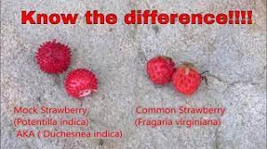 I thought it was wild if you leave a tiny piece of it anywhere it will grow back. Wild Versus Mock Strawberry Youtube