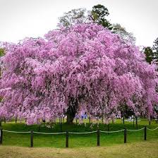 Maybe you would like to learn more about one of these? Pink Weeping Cherry Tree In Bloom Weeping Cherry Tree Willow Trees Garden Crape Myrtle