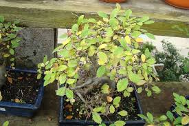 Why are my bonsai leaves turning brown? Herons Bonsai Nursery Near Lingfield Hints And Tips