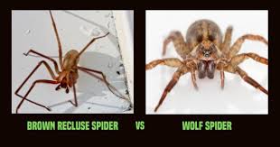 Image result for wolf spider bite skin