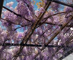 Sono dell'infanzia e anche per un albero come il tuo che obiettivo si può inserire? Fiori Primavera Many Mornings Cherry Blossom Calze Multicolori Con Motivo Ciliegio Piante Alberi Escuelasoulsurf Cl