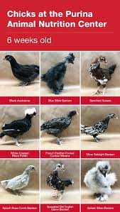 6 To 8 Week Old Chickens Teenage Chickens Baby Chicks Raising Bantam Chickens