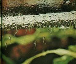 Newly Hatched Betta Fry Betta Breeding Betta Fish Home Aquarium Fish