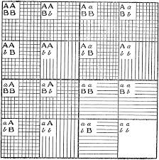 His punnet square simplifies and visually demonstrates. Reginald Crundall Punnett First Arthur Balfour Professor Of Genetics Cambridge 1912 Genetics