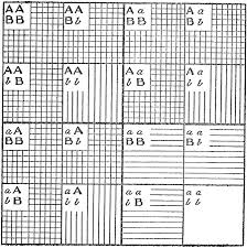 Punett is a graphical representation that helps depict the number of possible genotypes during a cross or breeding experiment. Reginald Crundall Punnett First Arthur Balfour Professor Of Genetics Cambridge 1912 Genetics