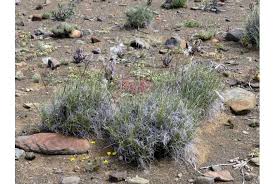 Image result for Stipagrostis hirtigluma