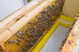 If you prefer to use top bar hives in your apiary, we have those too! Bee Hive Top Bar Photos Free Royalty Free Stock Photos From Dreamstime