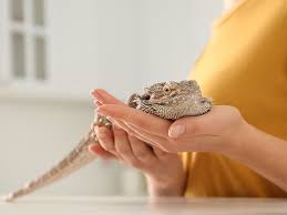 If your bearded dragon is showing severe stress, lethargy, is losing weight, not eating or pooping and more, it is probably sick. Beware Pet Bearded Dragons Cdc Says They Could Carry Salmonella