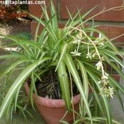 Image result for Chlorophytum filipendulum