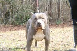 Maybe you would like to learn more about one of these? Xl Xxl Pitbull Puppies For Sale Blue Nose Pit Bully Pitbull