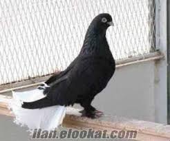 Guvercin Arap