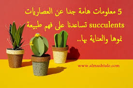 5 معلومات هامة جدا عن العصاريات succulents تساعدنا على فهم طبيعة نموها والعناية بها succulents planter pots plants