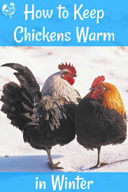 Find this pin and more on chickens!!! How To Keep Backyard Chickens Warm In Winter