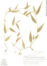 Image result for Pseudechinolaena polystachya