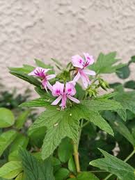 Image result for Peponium vogelii