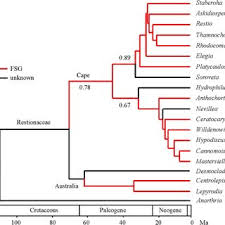 Image result for Platycaulos