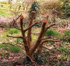 We did not find results for: Pruning Camellias Victoria Inc