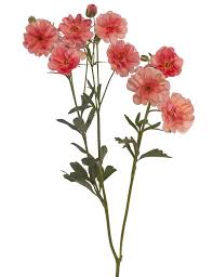 Image result for Ranunculus raeae