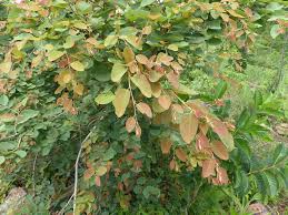 Image result for Pseudolachnostylis maprouneifolia