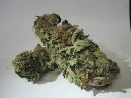 G13 haze is a cross between the g13 and haze cannabis strains, uplifting effects are produced from this g13 haze effect and attributes. G13 Haze Strain Online Buy Loud G 13 Haze Low Income Earners Dispensary
