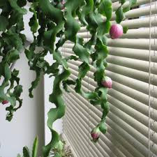 Image result for Hypericophyllum angolense