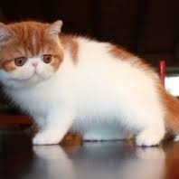 He should have the larger round copper eyes tiny short nose flat face plu. Exotic Shorthair Kittens For Sale Philippines Find New And Used Exotic Shorthair Kittens For Sale On Buyandsellph
