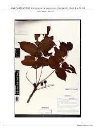 Image result for Antrocaryon