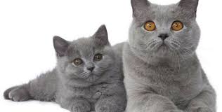 British Shorthair Vucut Yapisi Kedi Blog