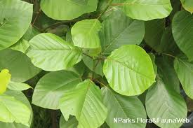 Image result for Guettarda