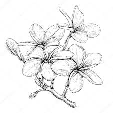 Fleurs Tropicales Collier Image Vectorielle Diana Pryadieva C 130386104 Hur Man Ritar Blommor Blommor Tatuering Blomtatuering