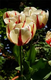 Bulb flowers are an underground embryonic plant. Tulips Care How To Grow Daylilies In Australia