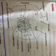 We did not find results for: Consider This Animal Cell The Organelles In An Animal Cell Are Labeled Part H Is The Outside Layer Brainly Com