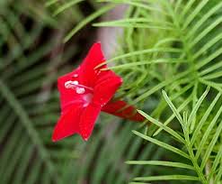 Image result for Astripomoea lachnosperma