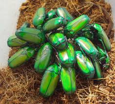 Image result for Stomatanthes africanus