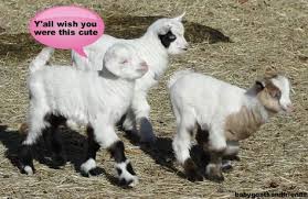 sassy baby goat baby goats goats farm kids