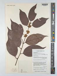 Image result for Chaetocarpus