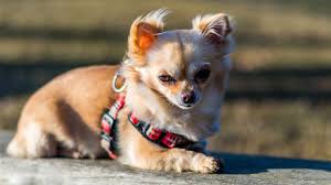 best chihuahua harness for walking your tiny pooch