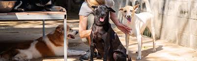 You get the choice of dog or cat. Adopting From Overseas Soi Dog Foundation