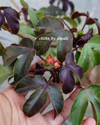 Image result for Jatropha gossypiifolia