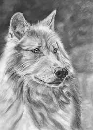 Maybe you would like to learn more about one of these? White Wolf Charcoal Drawing By Sarah Stowe Artfinder