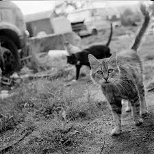 The Feral Life Feral Cats Black White Feral Cats Cats Cats And Kittens