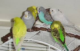 Please keep an open mind as many people will have different experiences when. How To Introduce A Second Budgie Pethelpful By Fellow Animal Lovers And Experts