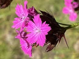 Image result for Dianthus chimanimaniensis