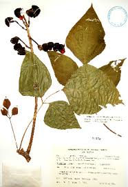 Image result for Erythrina madagascariensis