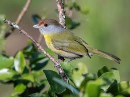 Image result for Rubus adolfi-friederici