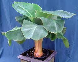 Due to the compactness of musa little prince , it is ideally suited as both a houseplant and can also be used as a tropical. Musa Little Prince Banana From Agristarts