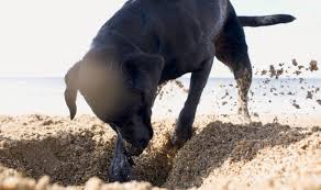 Your dog could also be eating dirt due to dietary and mineral abnormalities. Why Is My Dog Digging Up Holes And Eating Dirt Nature News Express Co Uk